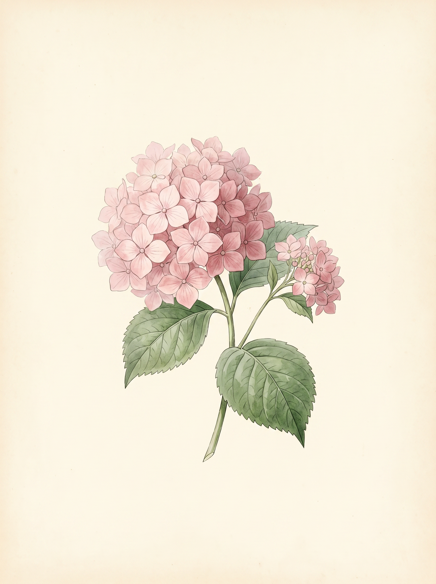 Tableau « Hortensias » — Botanique · Redouté | tableau personnalisé sur mesure